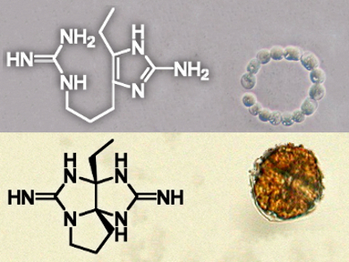 A Pathway to Saxitoxin