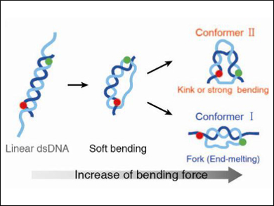 DNA Under Stress