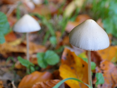 New Psilocybe Mushroom in Germany