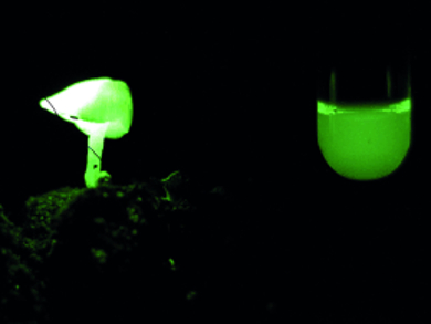 Fungi Get the Green Light