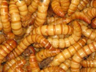 Allergenic Risk of Eating Mealworm