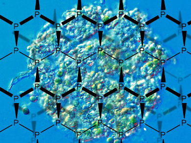 The Cytotoxicity of Layered Black Phosphorus