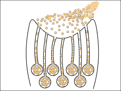 Medicine Inspired by Sandcastle Worms