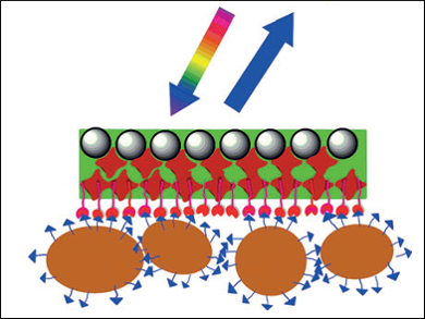 Photonic-Crystal/Protein-Hydrogel Sensors