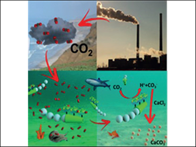 Enzymatic Micromotor-Driven Carbon Dioxide Sequestration