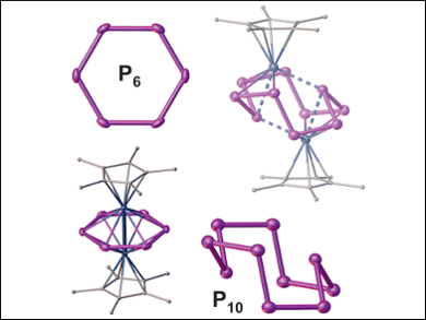 Largest Polyphosphorus Cycle