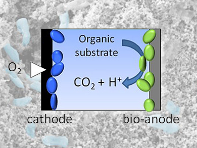 Microbial Fuel Cells