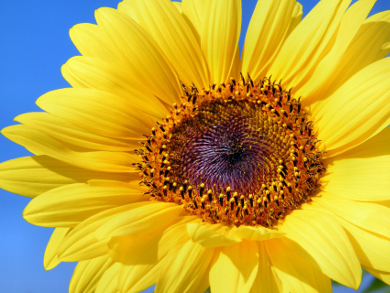 Darkening Colors in Van Gogh's Sunflowers?