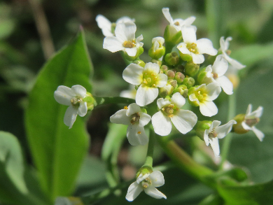 Predicting Plant Flowering