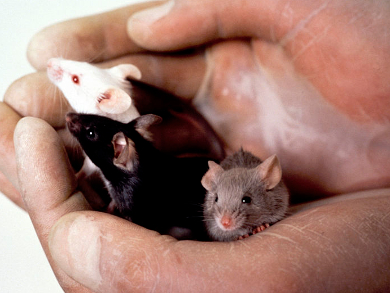 Alternatives to Animal Testing