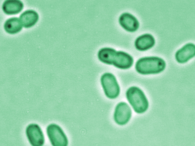 Synthetic Biology Toolboxes for Cyanobacteria