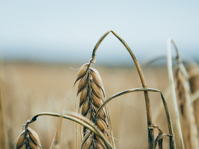 Climate Change Will Impair European Wheat Production