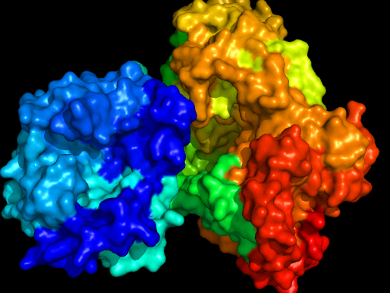 A Closer Look at the Dengue Virus Cap