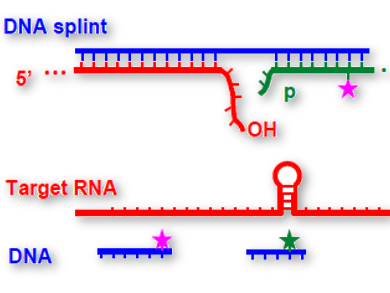 Tools to Characterize RNA