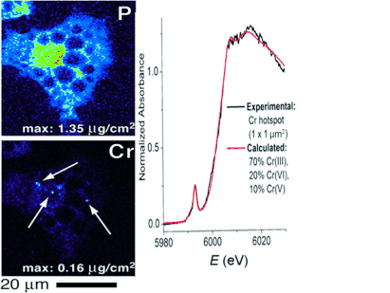 Risky Chromium Therapy