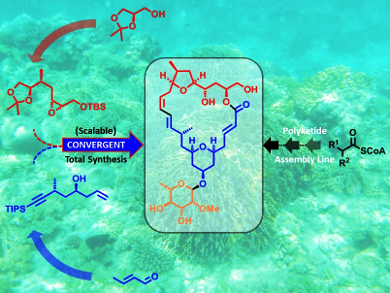 New Synthetic Source of Scarce Anticancer Drug