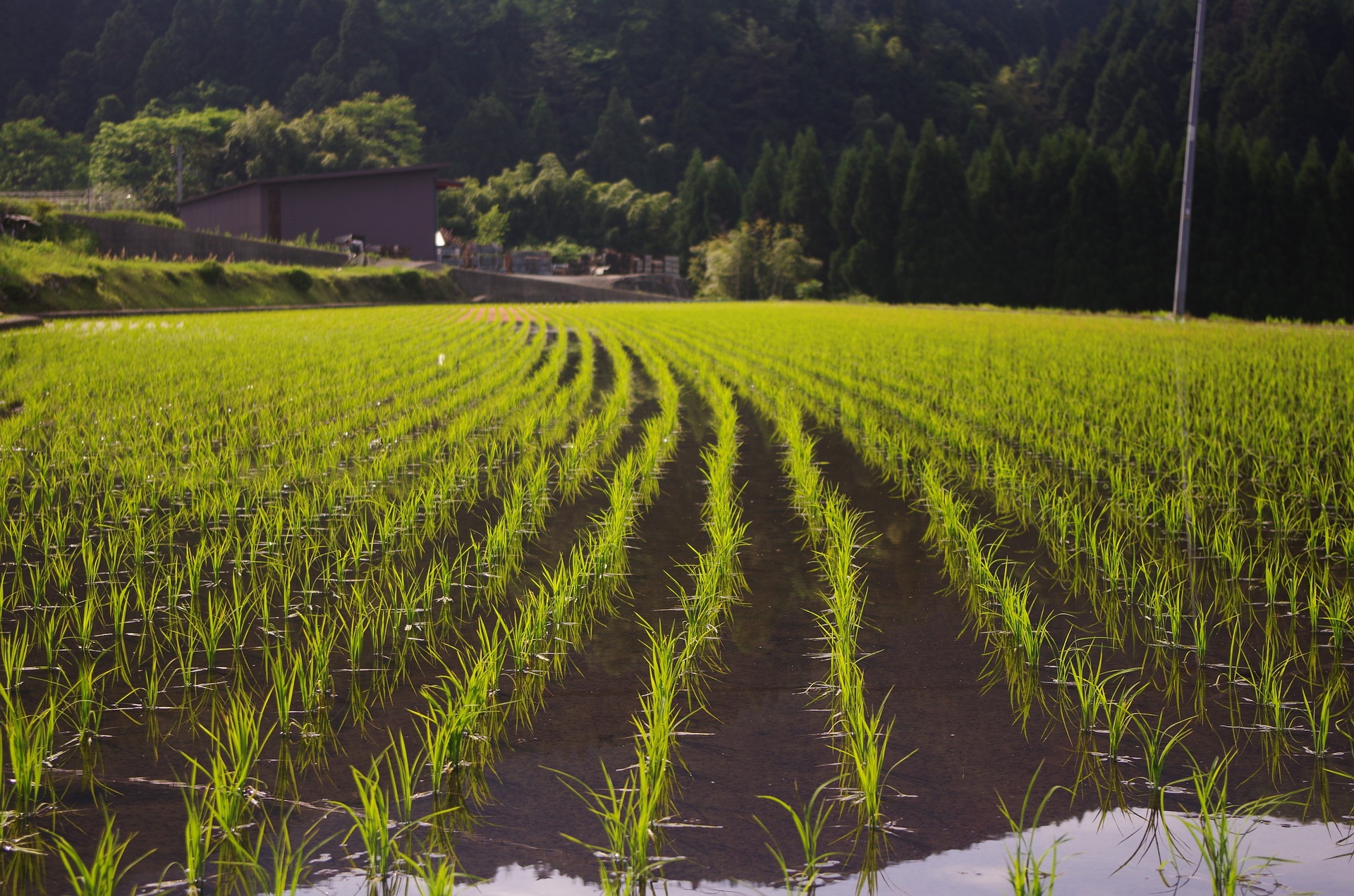 How Arsenic Builds Up in Plant Seeds