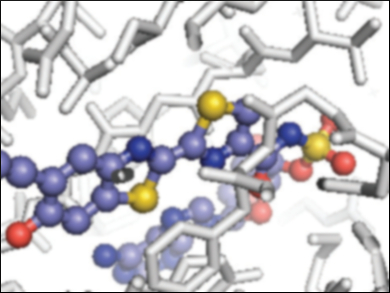 A New Probe for Bioluminescence Imaging