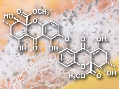 Brewing Up a Fungal Treatment for Diabetes