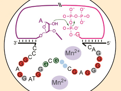 Functional Hallmarks of Catalytic DNA