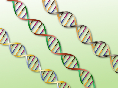 Double Helixes Make Strong Scaffolds