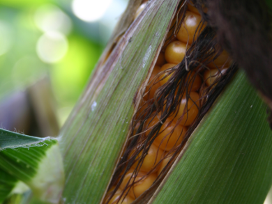 BASF’s Plant Biotechnology Research