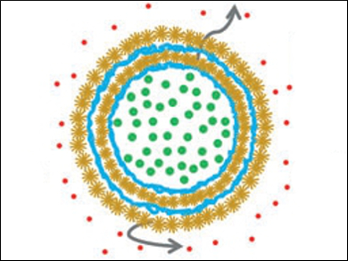 Sequential Release of Hydrophobic and Hydrophilic Molecules