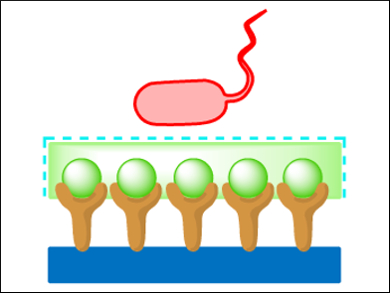 Multivalent Interactions