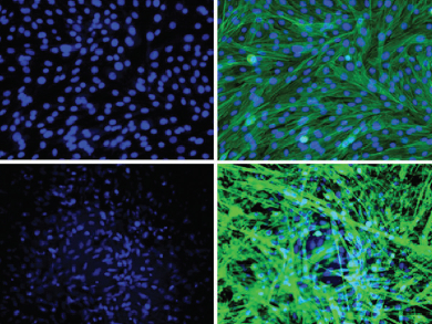 Pigments in Tissue Engineering