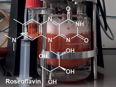 Roseoflavin Biosynthesis