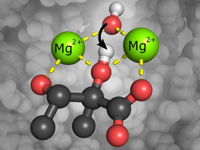 Ketol-Acid Reductoisomerase Needs Metal