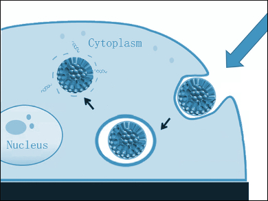 Nanoparticles for siRNA Delivery