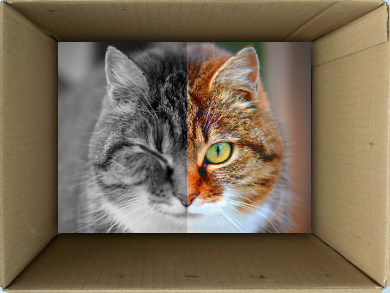 What is Schrödinger's Cat?