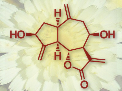 Total Synthesis of (±)-Integrifolin