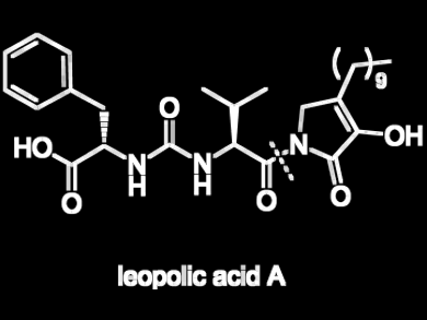 Total Synthesis of a Natural 2,3-Pyrrolidinedione