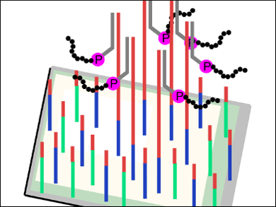 Peptide Synthesis on a Chip