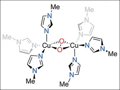 Copper(III) Intermediates in Tyrosinase Model