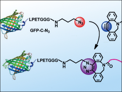 Engineering Protein/Peptide-Polymer Therapeutics