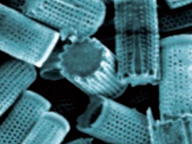 Using Diatoms for Drug Delivery
