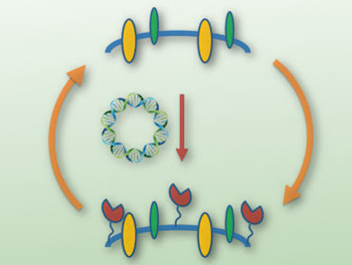 Six-Nucleotide Aptamers