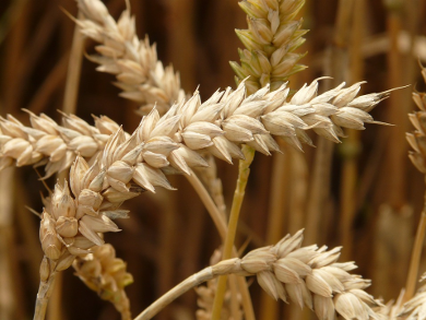 Genetic Factors Improving Wheat Yields