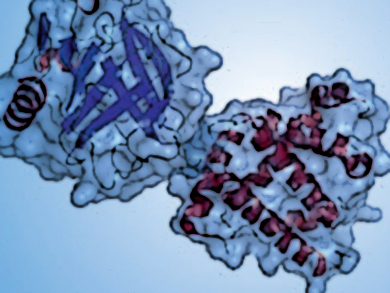 Native Protein Structures in the Gas Phase