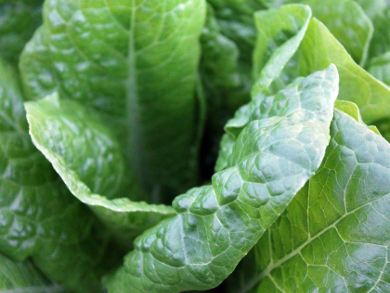 Spinach Detects Explosives