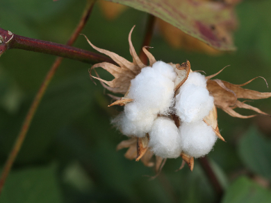 Carbonized Cotton as Battery Material
