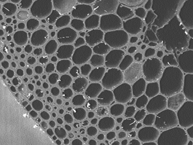 Converting Plant Biomass to Carbon Electrodes