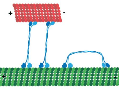 Motor Proteine Changes Direction