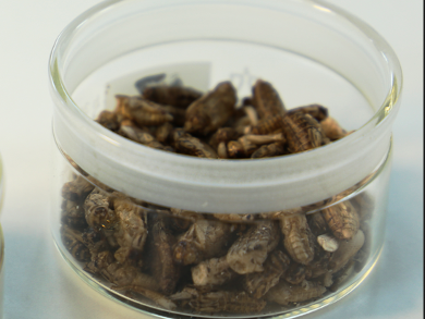 Food From Insects