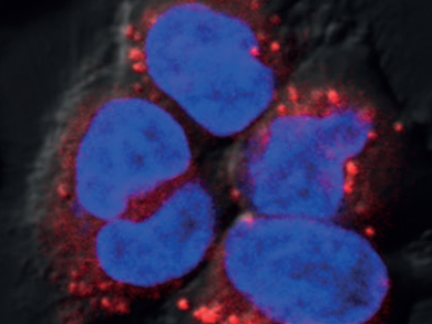 Hybrid NIR Fluorophores