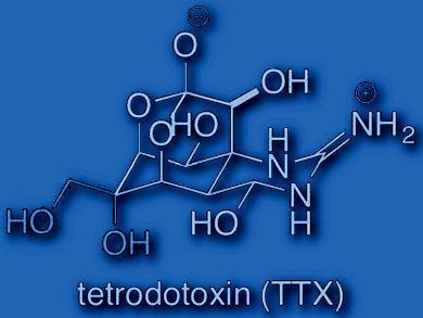 Total Synthesis of (–)-Tetrodotoxin