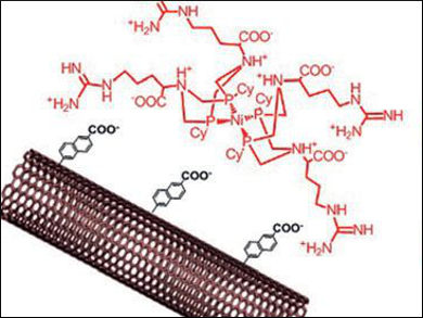 Platinum-Free Hydrogen Oxidation